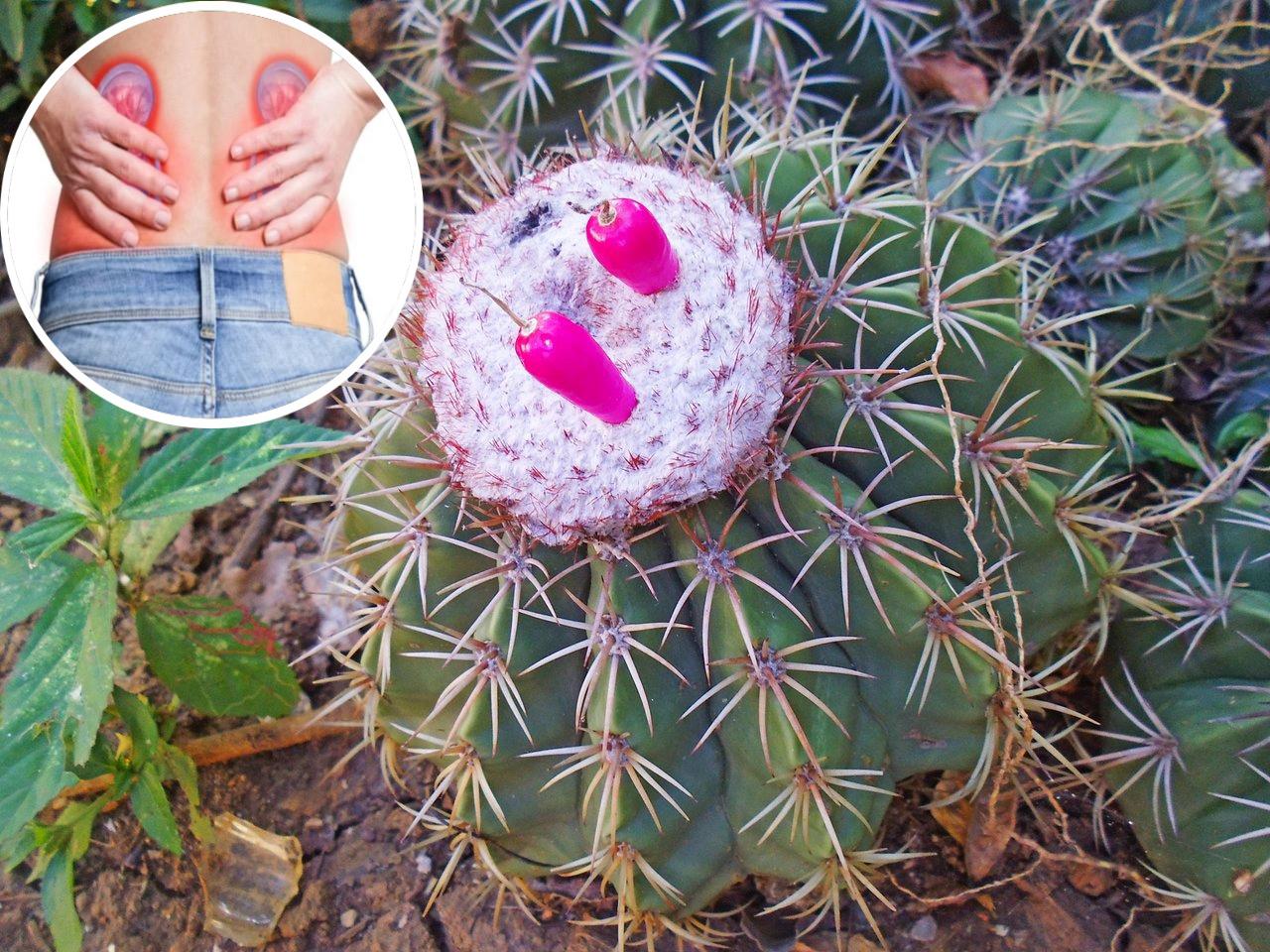 Remedios Naturales para Eliminar Piedras en los Riñones y Vesícula
