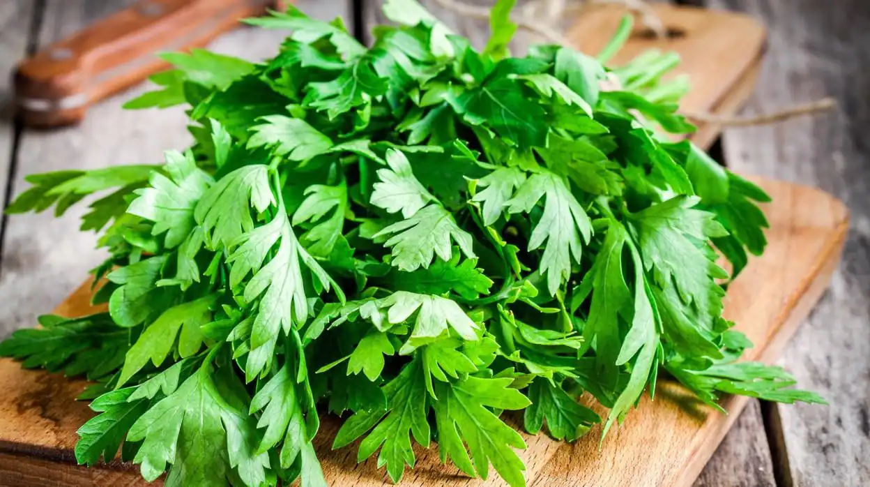 El Poder del Perejil: Descubre sus 20 Beneficios y Aprende a Preparar su Té con esta Receta Detallada