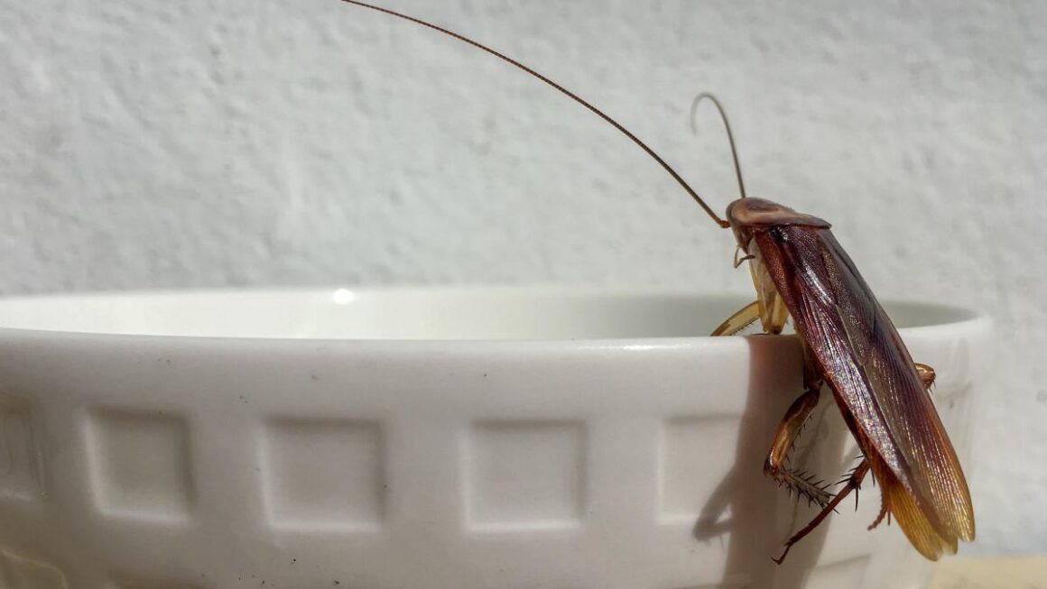 Insecticida