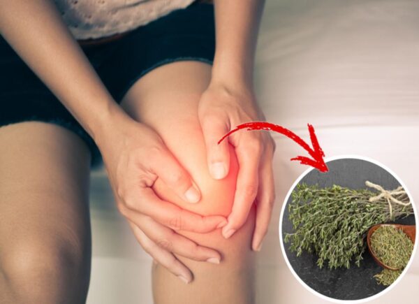 Tomillo: Un Remedio Natural para Regenerar los Cartílagos en las Rodillas