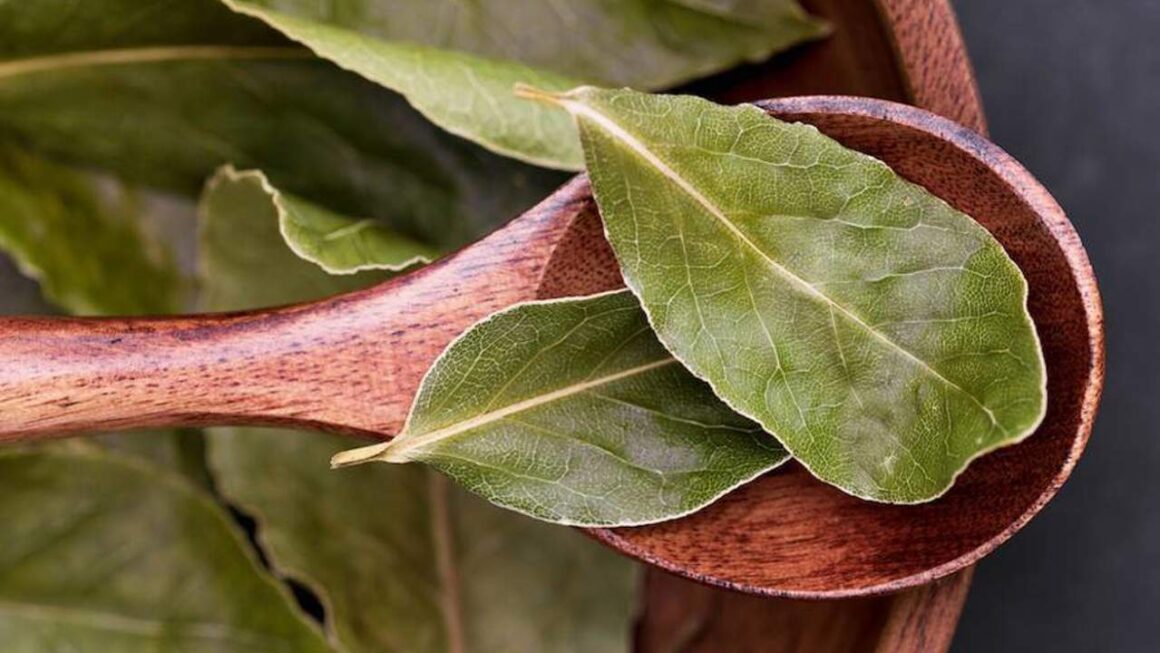 Hojas de Laurel
