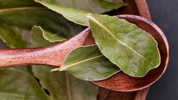 Las Hojas de Laurel: Un Remedio Natural para una Amplia Gama de Problemas de Salud