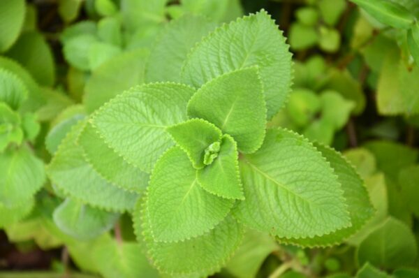 La Importancia de Tener una Planta de Orégano Orejón en Casa: 15 Beneficios y Cómo Usarla en Problemas de Salud