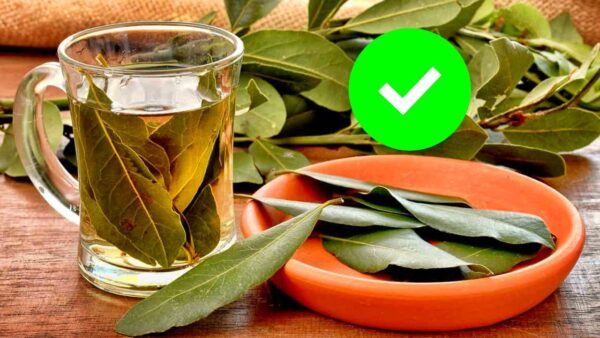 Laurel: Una Bendición de Dios para la Salud y el Bienestar