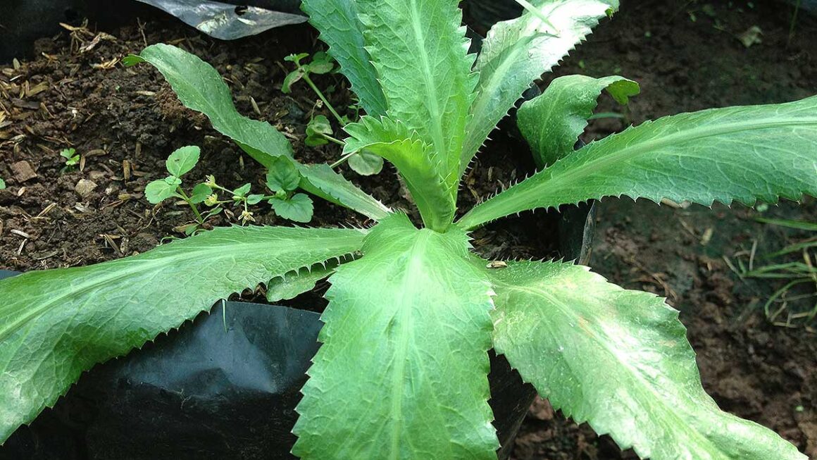 cilantro silvestre