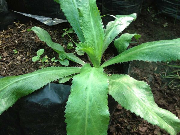 Cilantro silvestre morfina natural