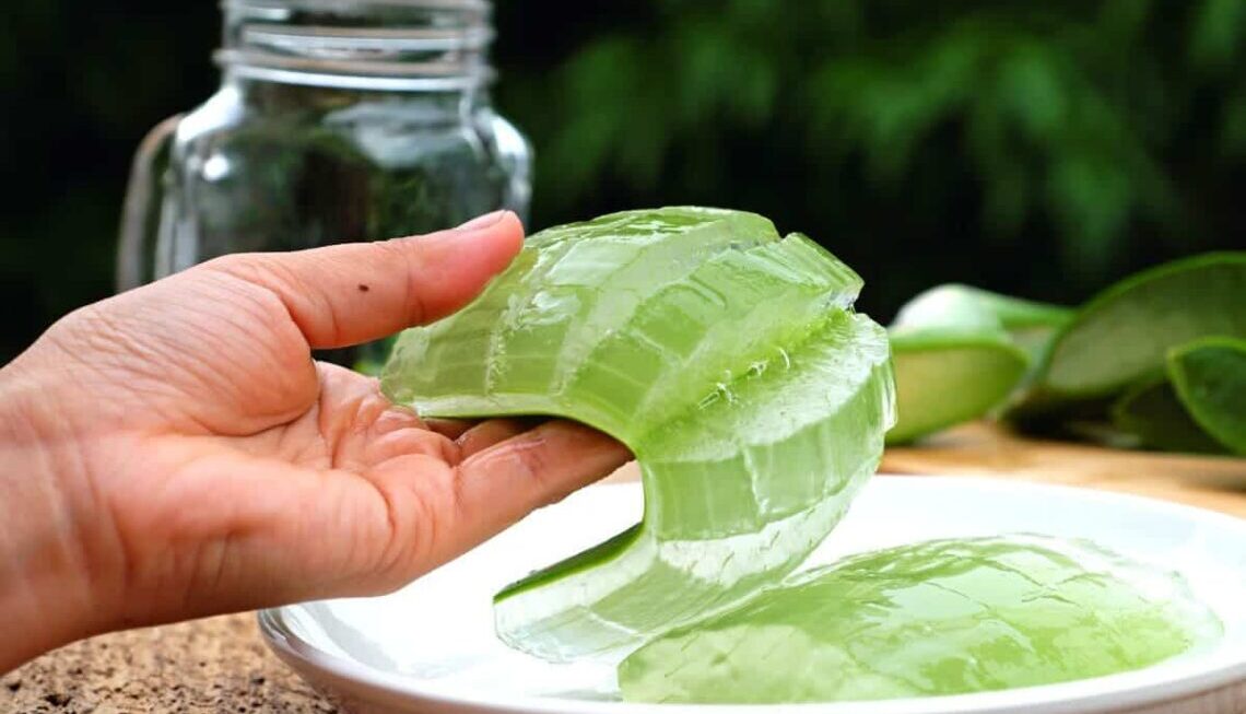 Aloe Vera