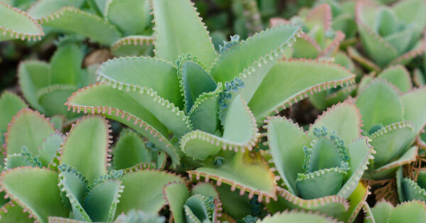 Kalanchoe: 15 Beneficios, Cómo Consumirla Correctamente, Receta Detallada, Consejos y Más
