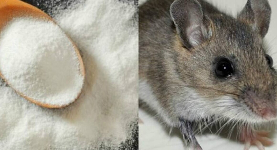 Ratas