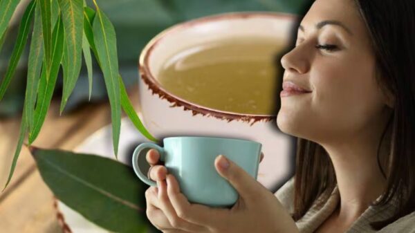 Eucalipto: 12 Problemas de Salud que Puedes Mejorar con su Consumo
