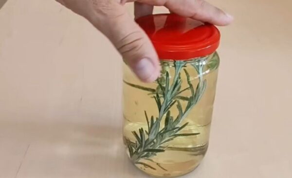 Romero y Vino Blanco: Un Remedio Natural Multifacético