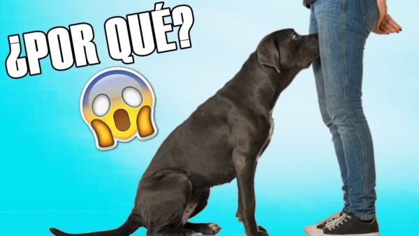 Descubre por qué los perros olfatean tu zona íntima y su sorprendente habilidad para detectar enfermedades