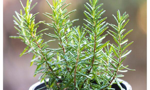 "Romero Molfina Natural: Alivia Dolores Musculares, Articulares, Reumáticos y Más con Este Poderoso Remedio"