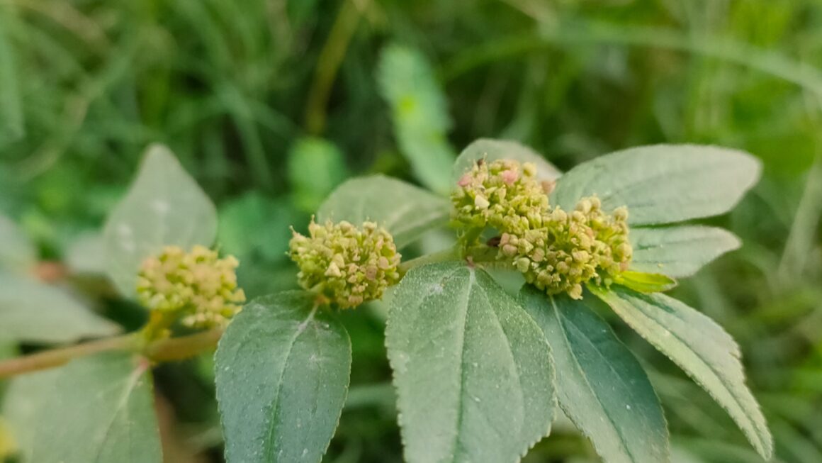 Euphorbia Hirta
