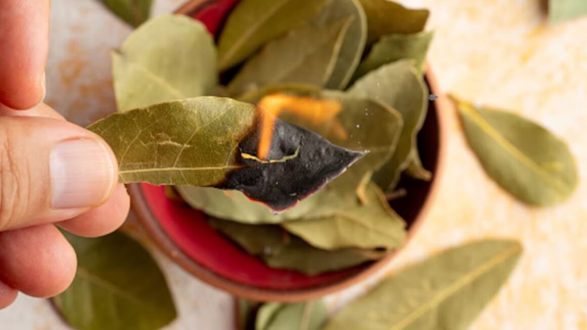 hojas de laurel