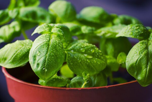 "10 problemas de salud que puedes tratar con albahaca: beneficios, propiedades y recetas"