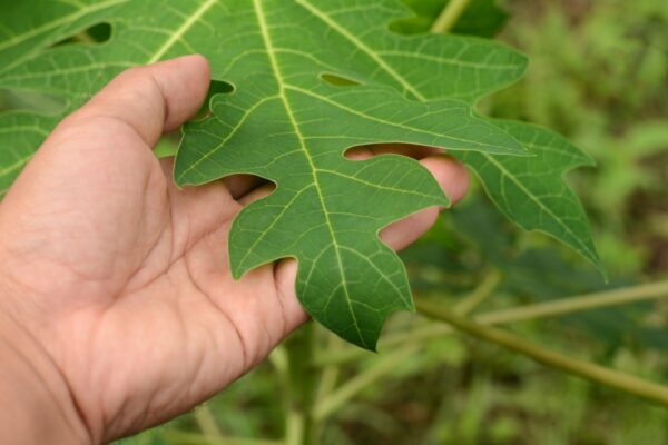 Descubre 20 Razones Para Incluir Hojas de Papaya en tu Rutina de Salud: Receta y Beneficios