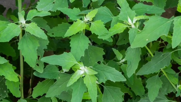 "Descubre los Beneficios del Cenizo: La Espinaca Silvestre que Fortalece tu Salud"