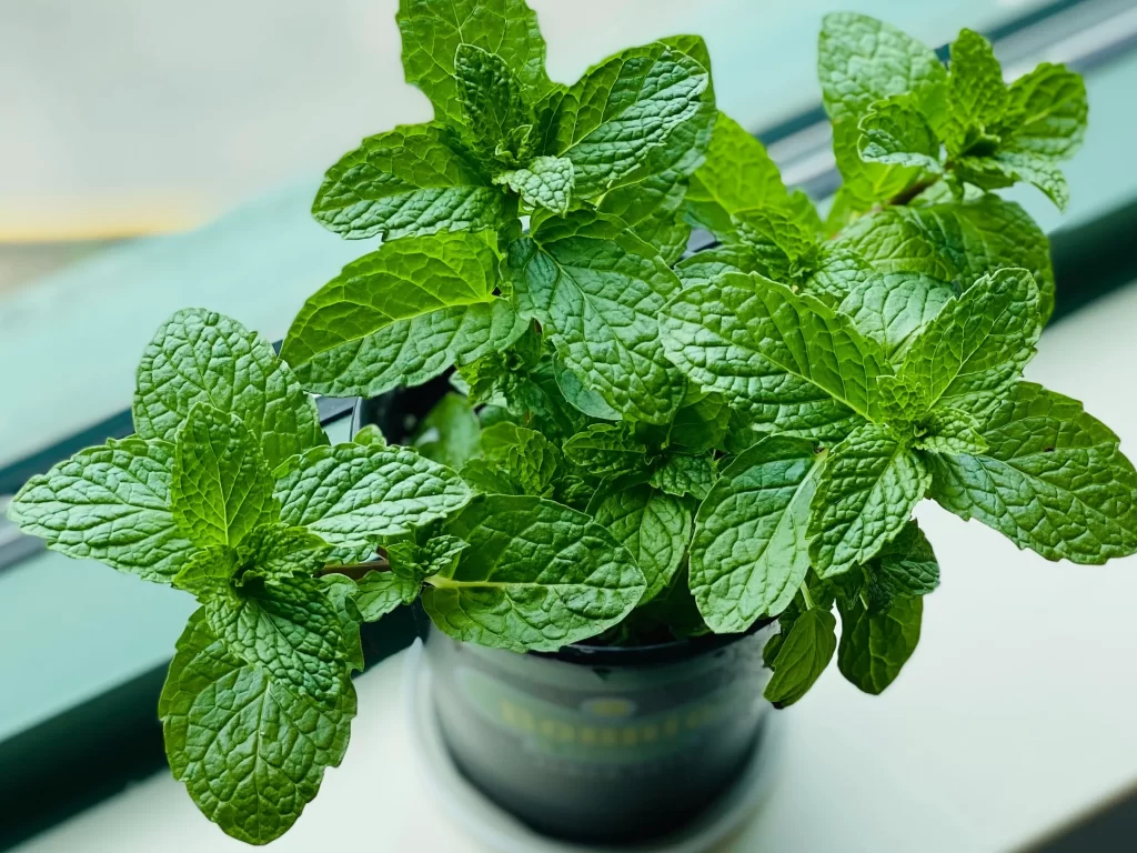 Hojas de menta