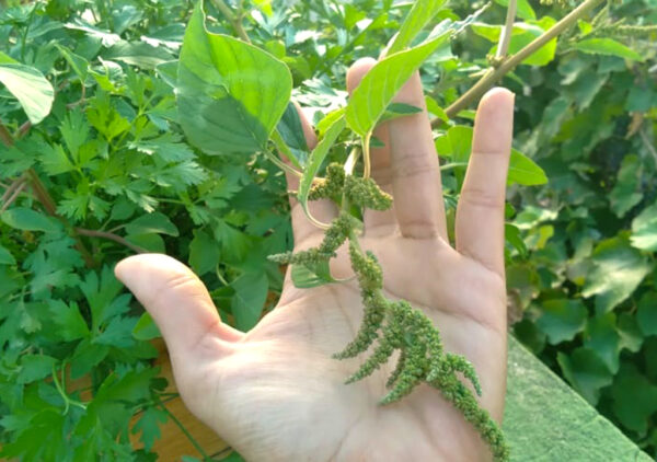 "Usos Medicinales del Bledo: La Planta que Podrías Estar Desperdiciando en Tu Jardín"