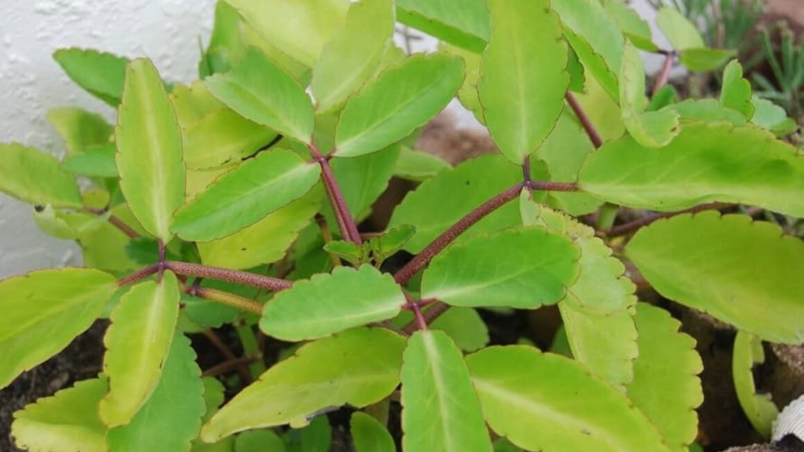 pinnatum