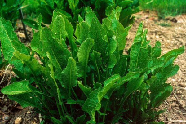 "Hojas de Rábano Picante: La Clave Natural para Aliviar el Dolor, Mejorar la Digestión y Más"