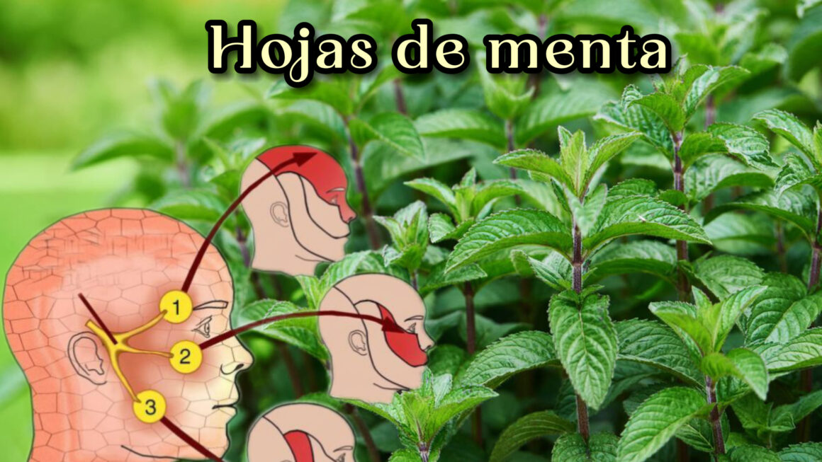 hojas de menta