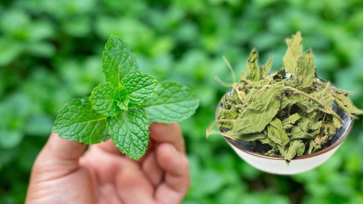 Menta Seca