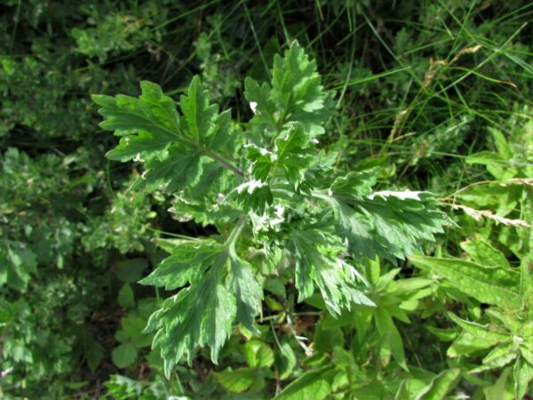 Artemisia Vulgaris: El Secreto Natural para Mejorar tu Salud y Bienestar