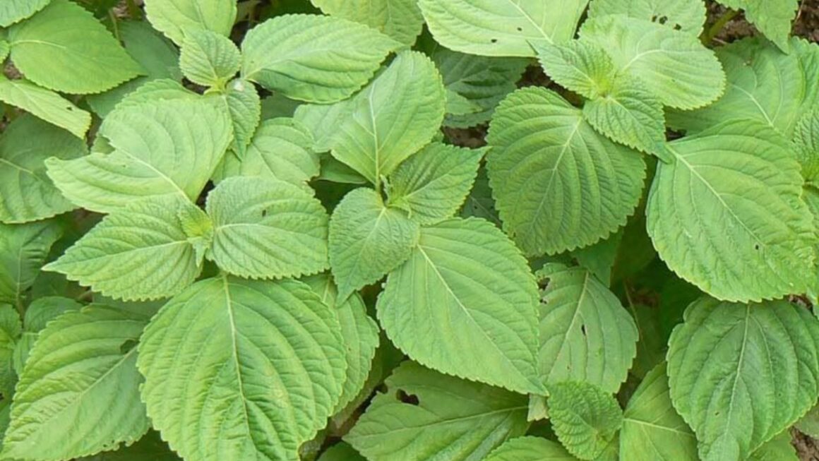 planta perilla