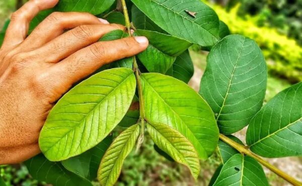 "La gente ama la guayaba, pero pocos conocen el poder de sus hojas: 10 formas de usarlas"