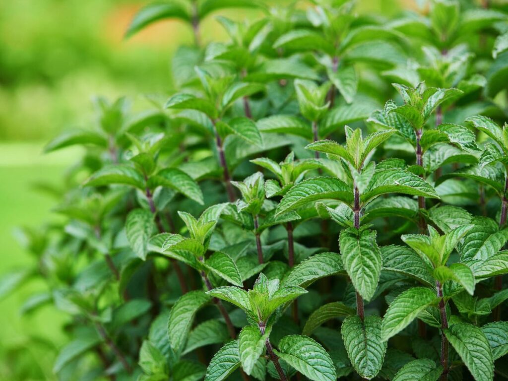 Hojas de menta