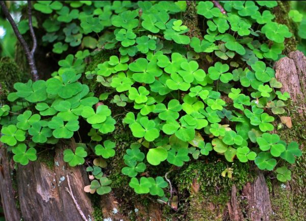 Acedera: El Poder Curativo de Oxalis Acetosella, Recetas Caseras y Beneficios para la Salud