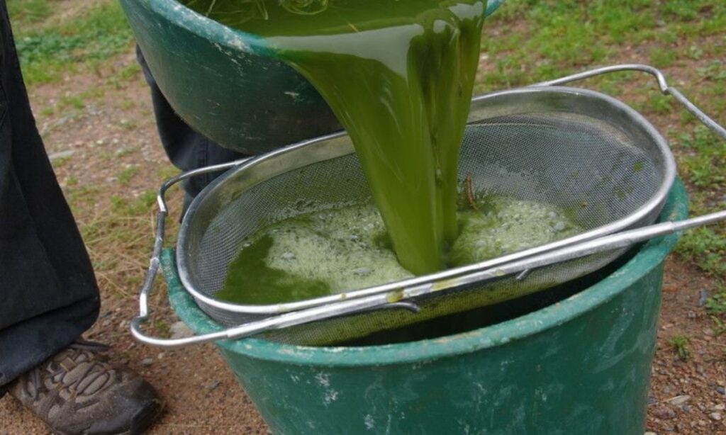fertilizante e insecticida