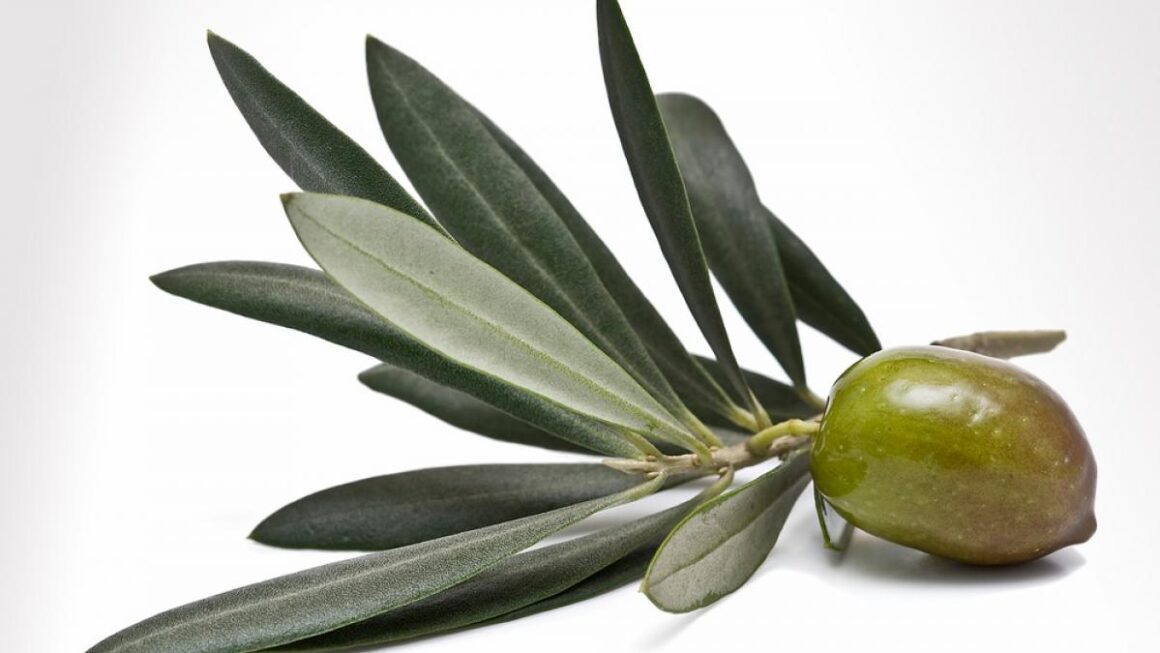 Olivo