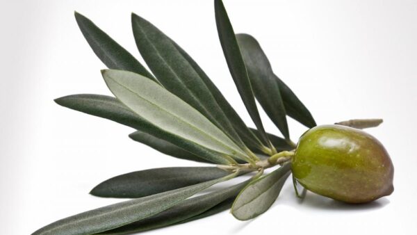 "Descubre los Sorprendentes Usos Medicinales de las Hojas de Olivo: Beneficios, Recetas y Propiedades"