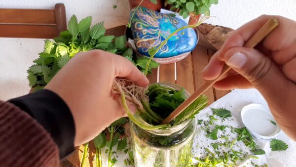 Mezcla de Ortiga con Aceite: Alivio Natural para el Dolor de Huesos y Articulaciones