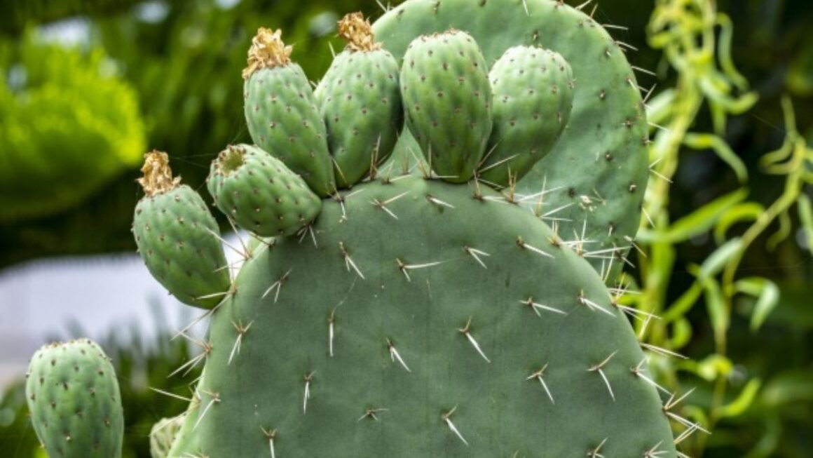 nopal