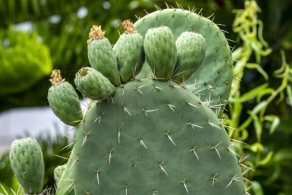 "Los 20 Beneficios del Nopal que No Conocías y Recetas para Aprovecharlo"