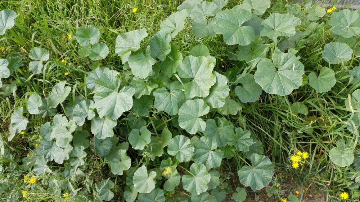 planta de malva