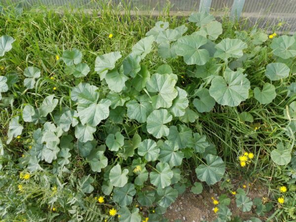 "Beneficios Comunes de la Malva que No Conocías: Receta, Usos y Más"
