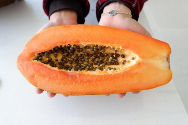 "Comer papaya todos los días: Conoce los beneficios, receta y las precauciones importantes"