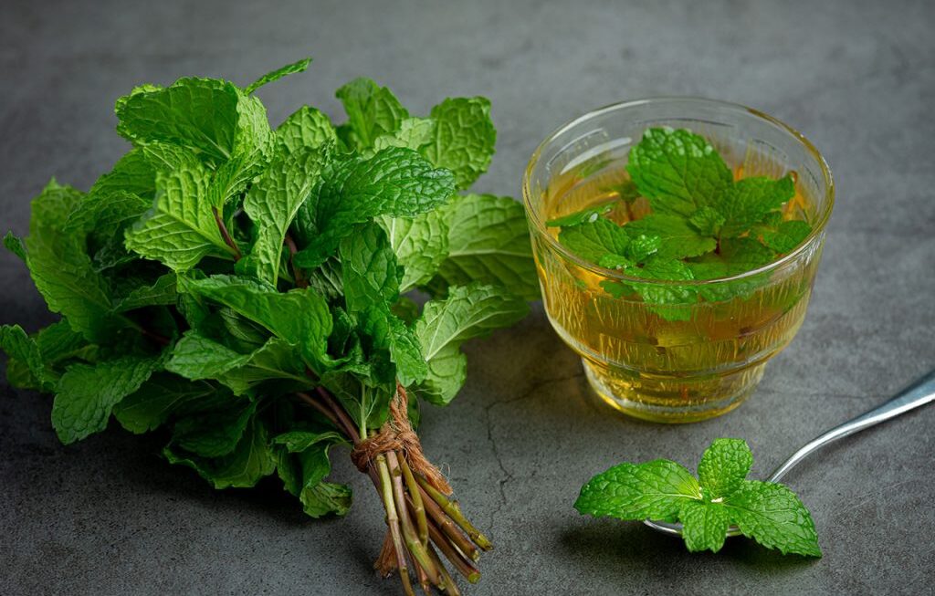 Hojas de menta