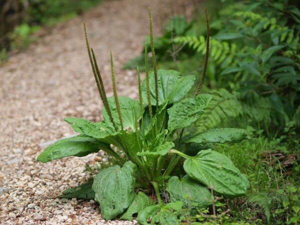 "El Llantén: La Planta Milagrosa para Respirar Mejor, Curar Heridas y Mejorar tu Digestión"