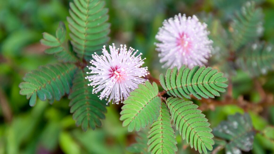 Mimosa Pudica