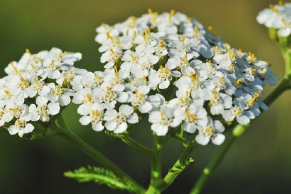 Milenrama: La Planta Curativa para Digestión, Cicatrización y Equilibrio Hormonal