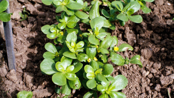 Descubre los 15 Beneficios Ocultos de la Verdolaga: La Planta Silvestre que Crece en Tu Jardín