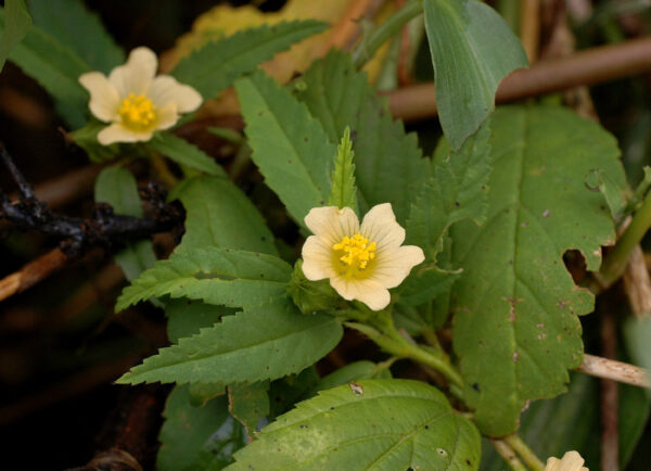 "Sida Acuta: Más de 20 Usos Medicinales, Recetas y Beneficios de Esta Planta Milagrosa"