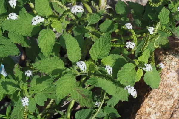 "Heliotropo Indio: 5 Usos y 20 Beneficios Medicinales que No Puedes Ignorar"
