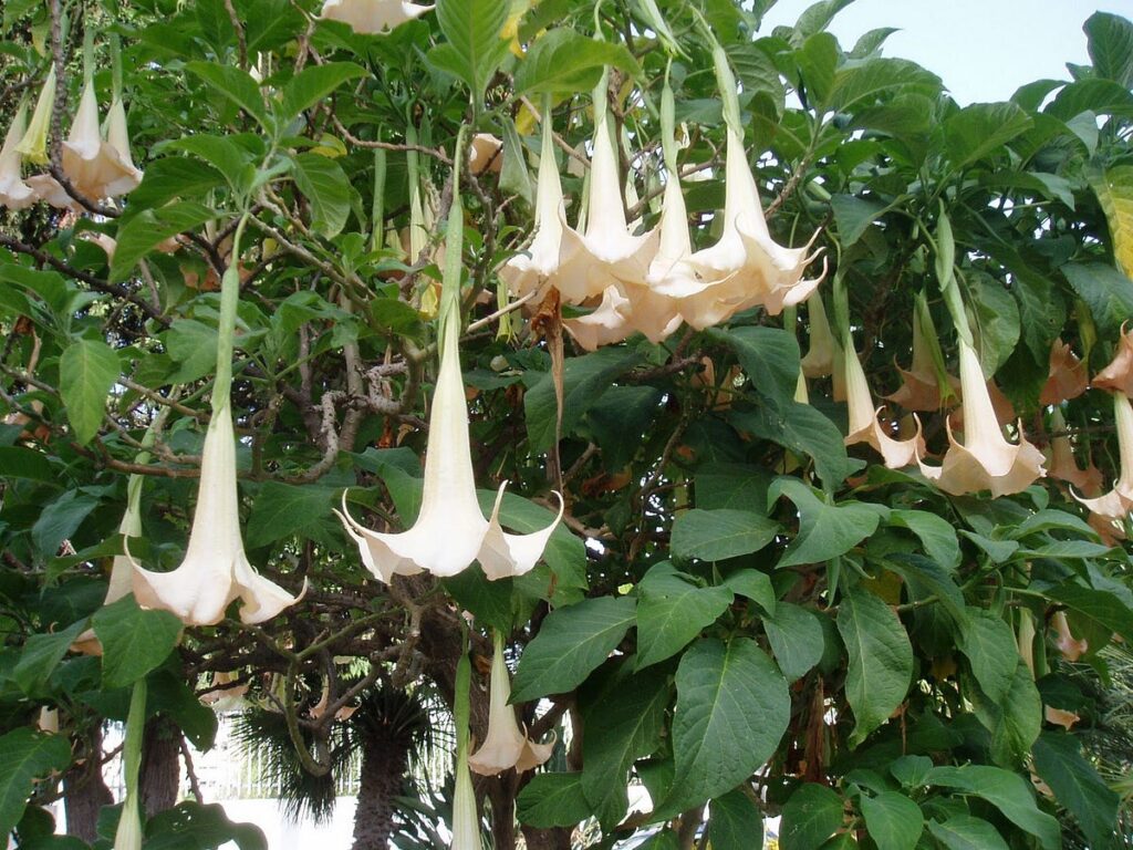 Datura